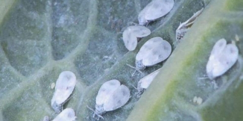 Bijela mušica na kupusu: kako se riješiti narodnih i hemijskih sredstava